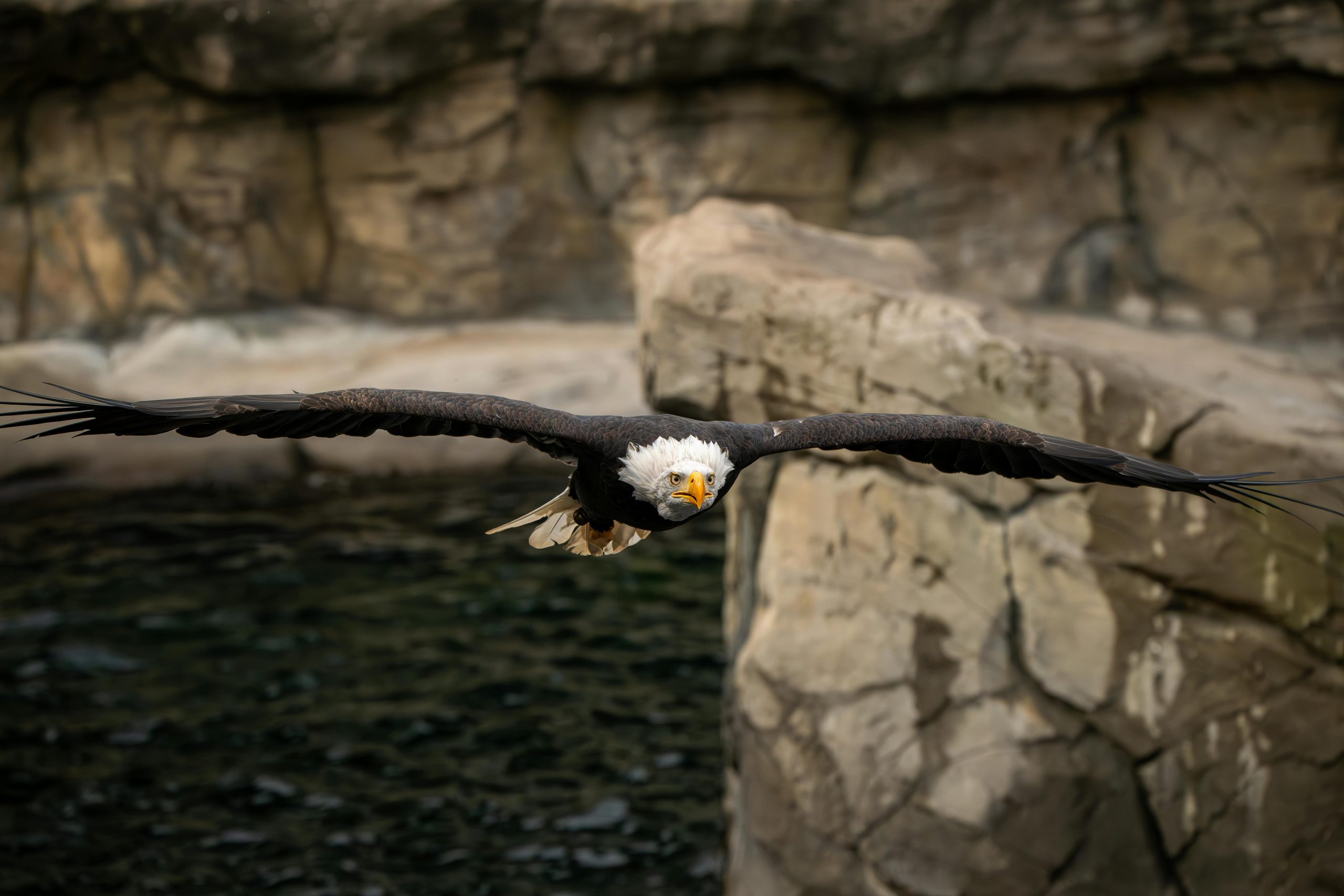 Rapace signification spirituelle sens