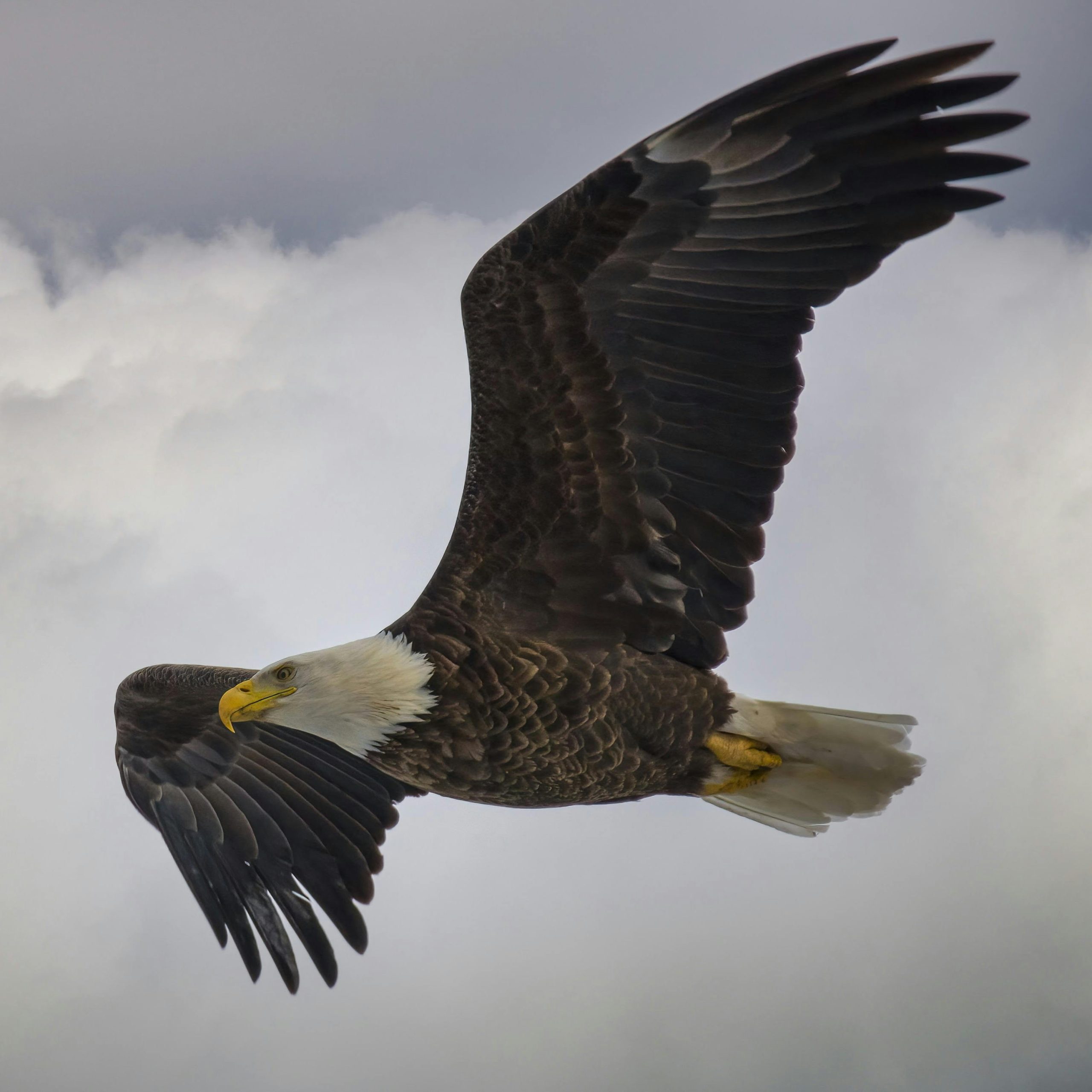 Signification spirituelle voir rapace