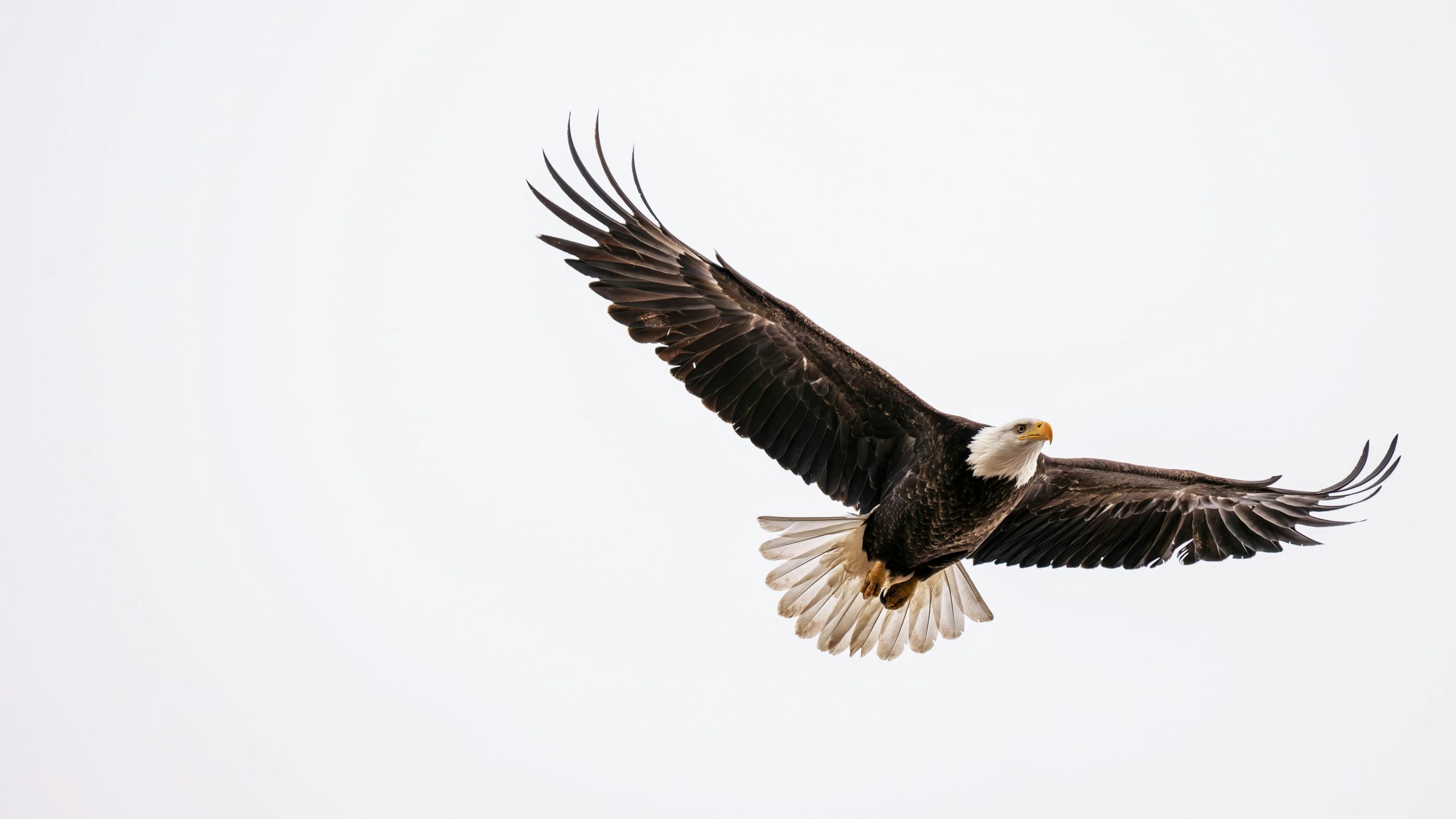 Voir rapace signification spirituelle